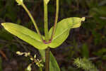 Manyflower beardtongue